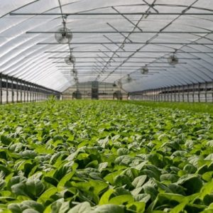 Growing Environment