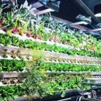 Growing Supplies